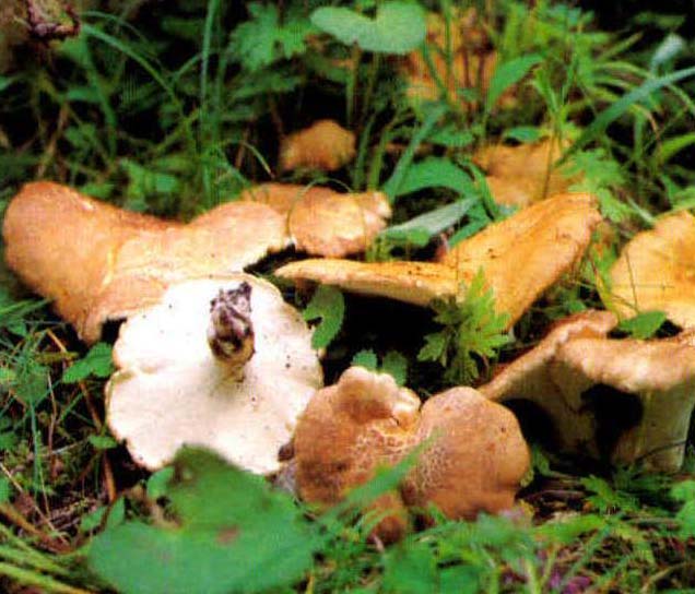 Polyporellus brumalis (Pers.)Karst.